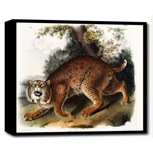 American wild cat by John J. Audubon