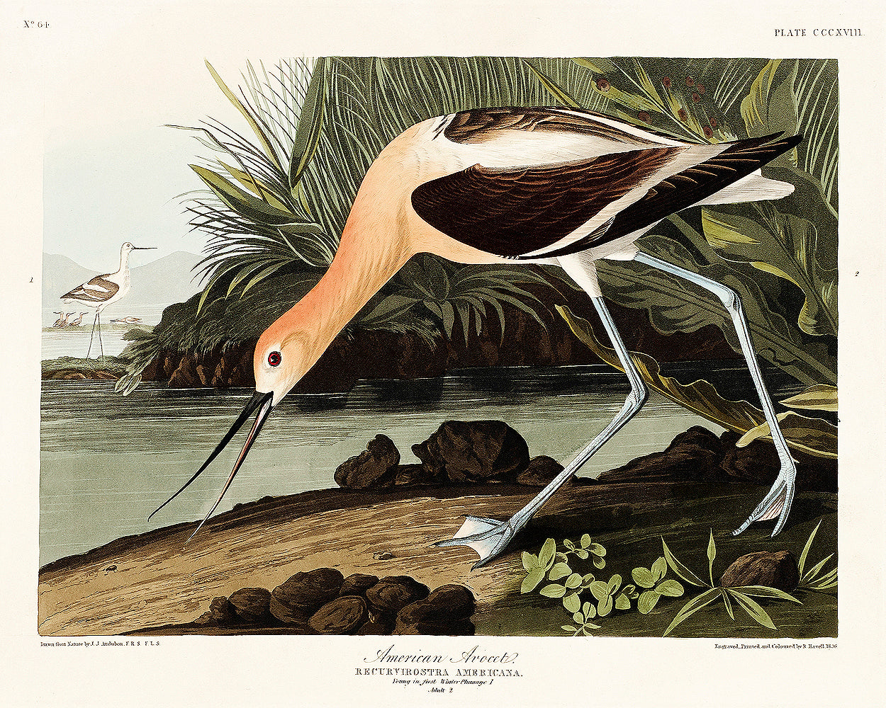 Avocet by John Audubon - Print Only or Choice of Mount