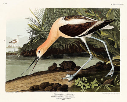 Avocet by John Audubon - Print Only or Choice of Mount