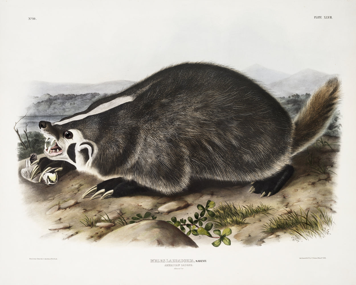 American Carnivores by John J. Audubon #1