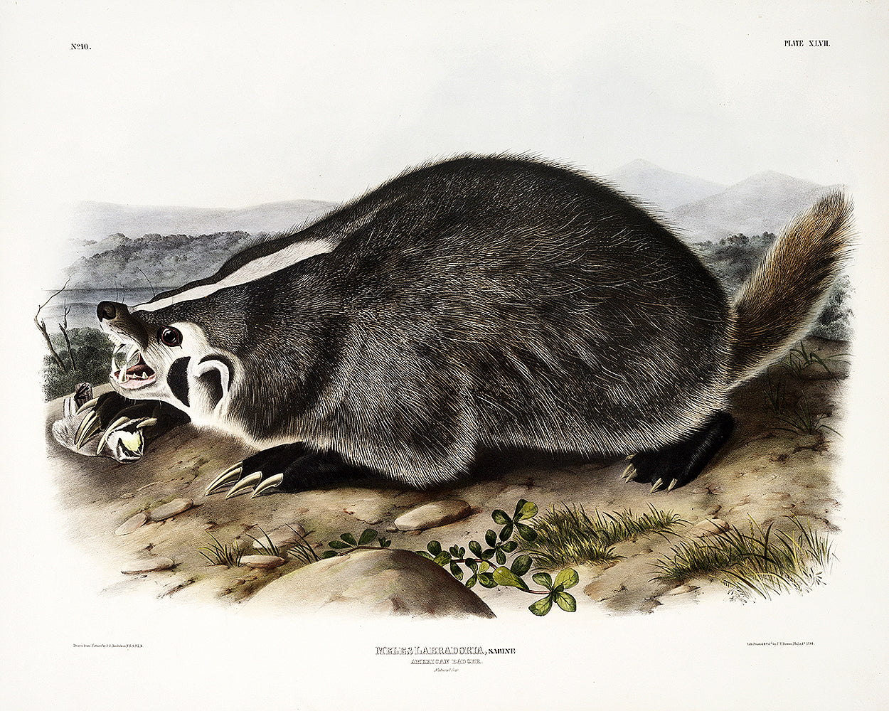 American Badger by John J. Audubon