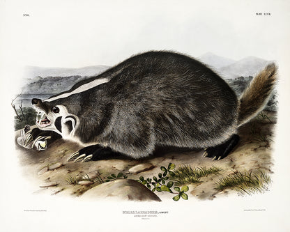 American Badger by John J. Audubon
