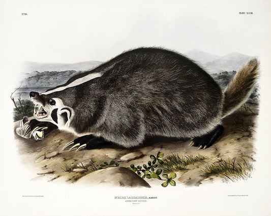 American Badger by John J. Audubon