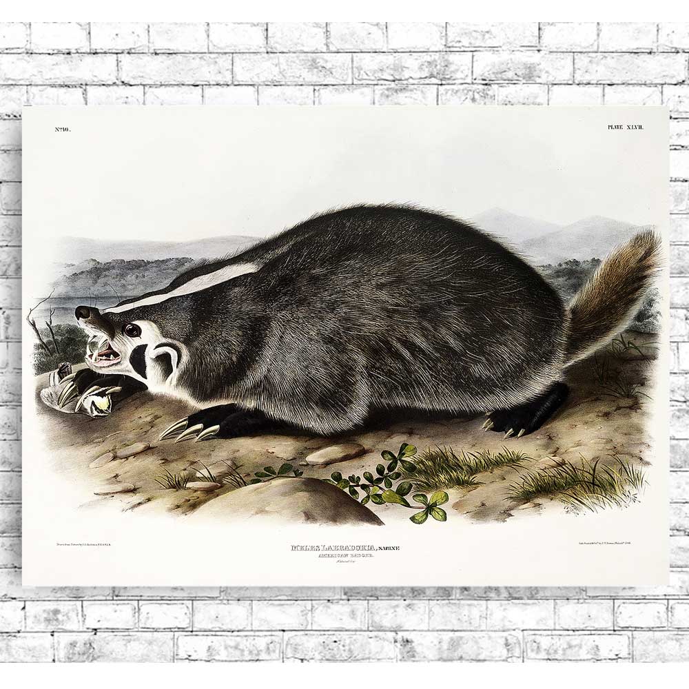 American Badger by John J. Audubon