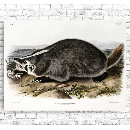 American Badger by John J. Audubon