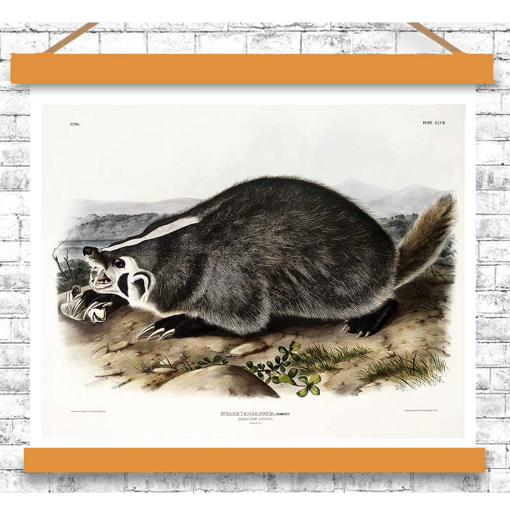 American Badger by John J. Audubon