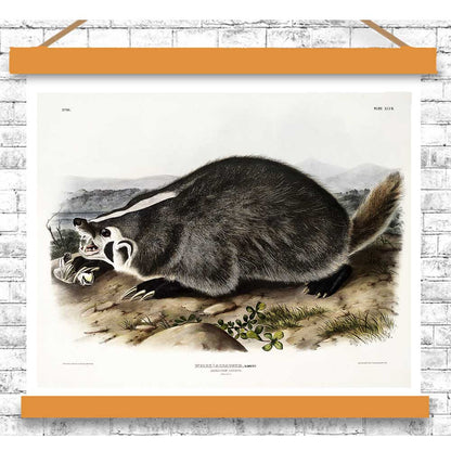 American Badger by John J. Audubon