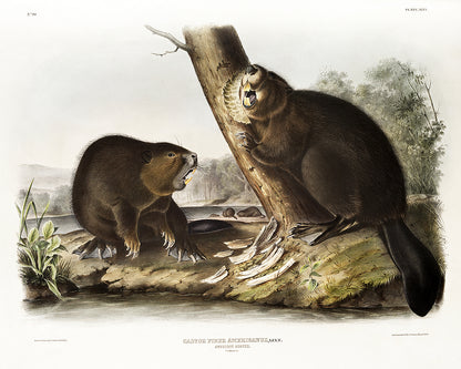 American Beaver by John J. Audubon