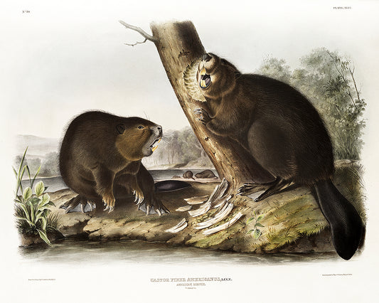 American Beaver by John J. Audubon