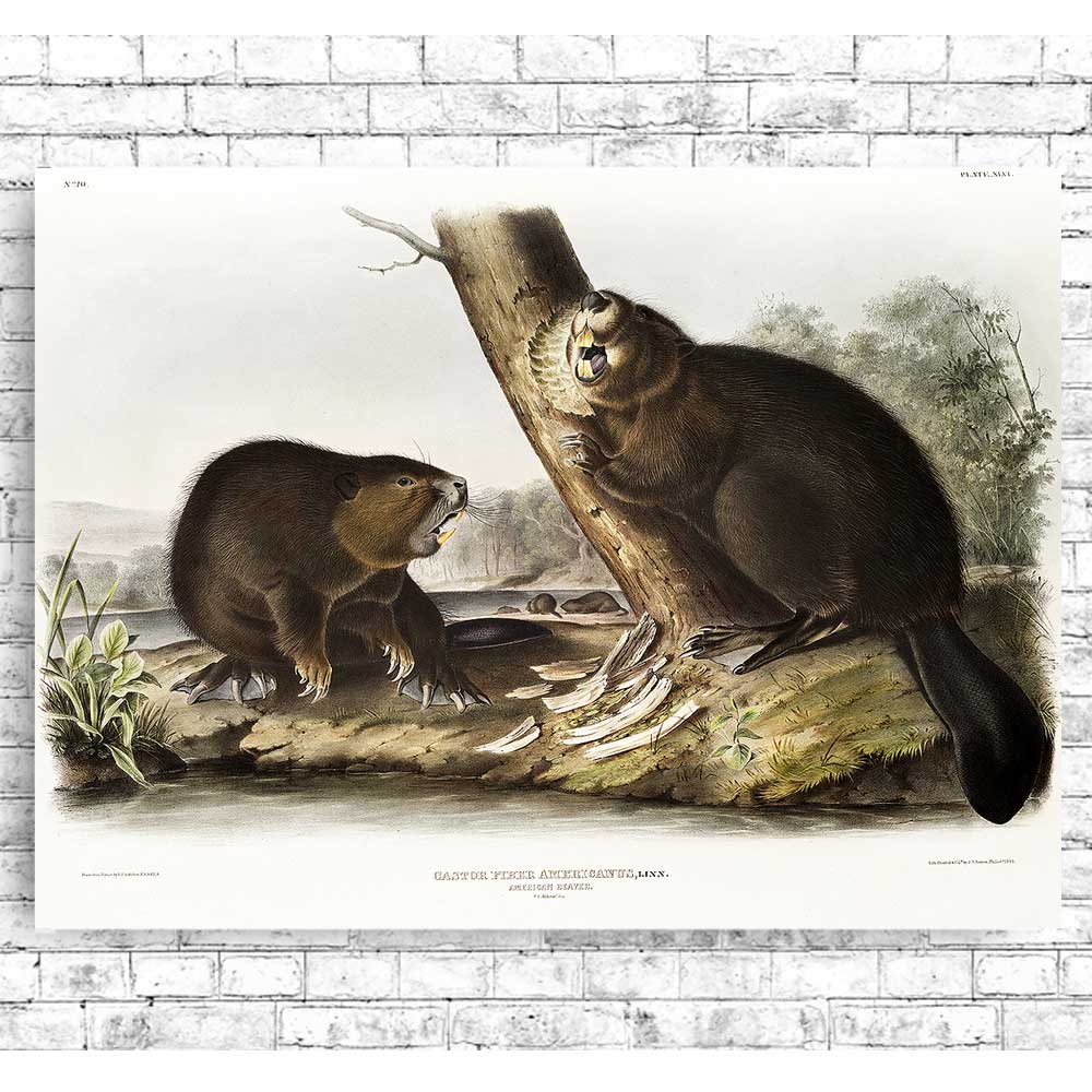 American Beaver by John J. Audubon