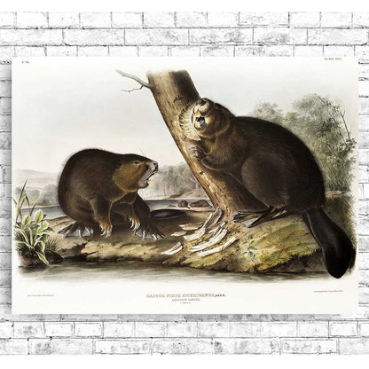 American Beaver by John J. Audubon