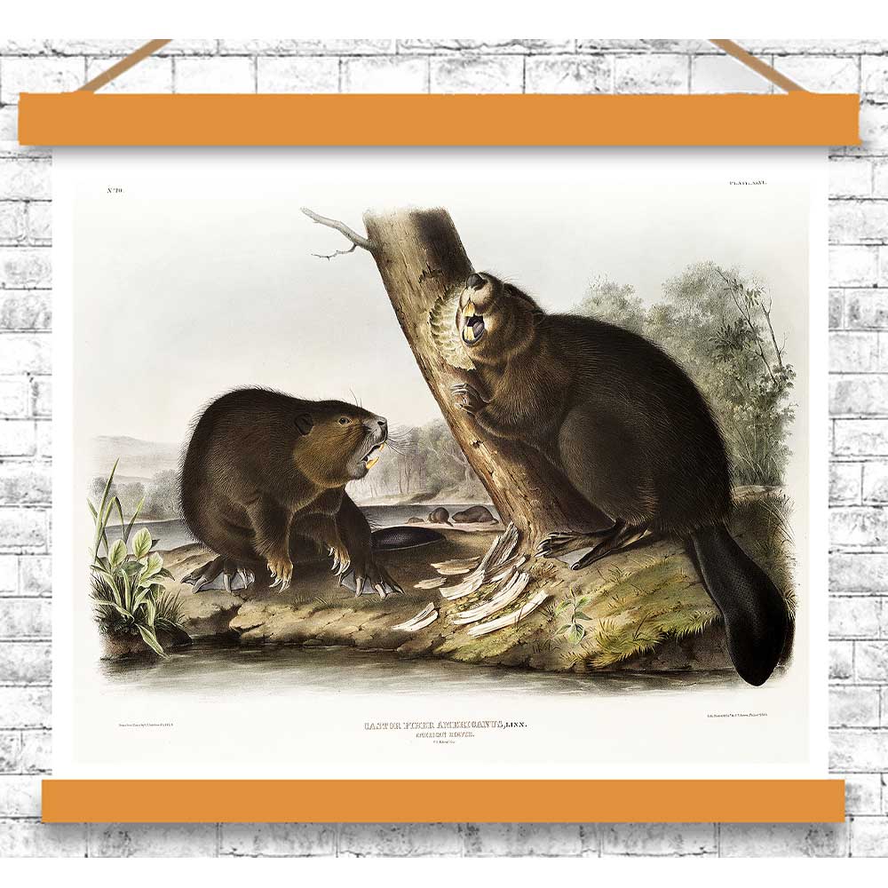 American Beaver by John J. Audubon