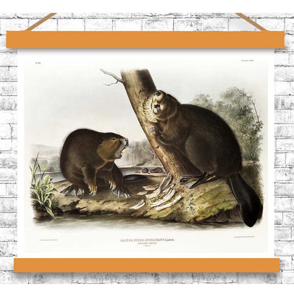 American Beaver by John J. Audubon