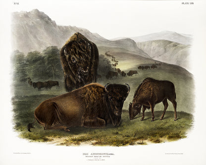 American Bison Family Print by Audubon: Giclée Home Decor
