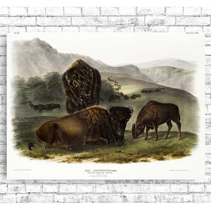 American Bison Family Print by Audubon: Giclée Home Decor