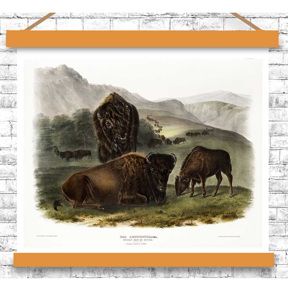 Vintage-style illustration of bison in a natural landscape with an orange border on a white brick wall.