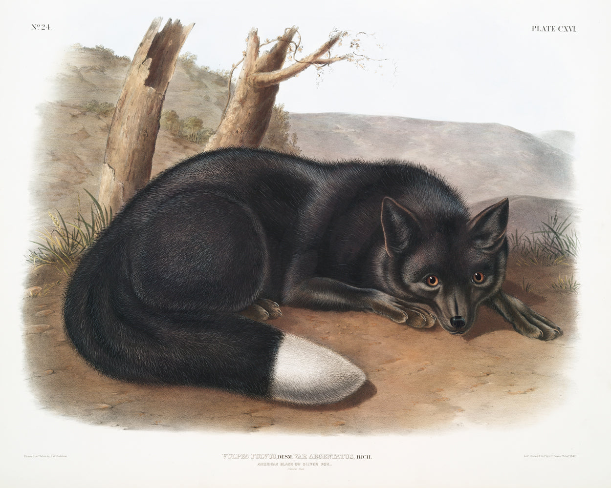 American Carnivores by John J. Audubon #1