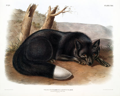 American Black or Silver Fox by John J. Audubon
