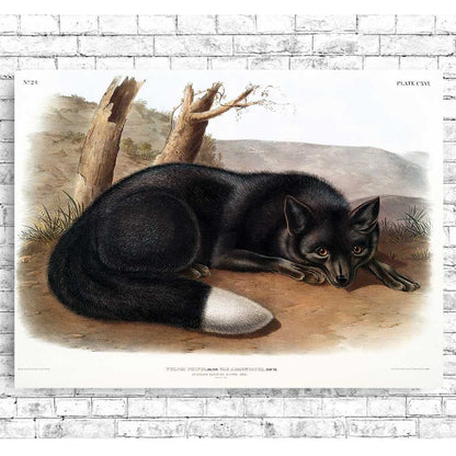 American Black or Silver Fox by John J. Audubon
