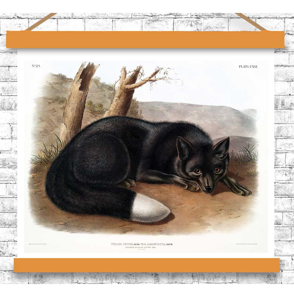 American Black or Silver Fox by John J. Audubon