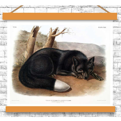 American Black or Silver Fox by John J. Audubon