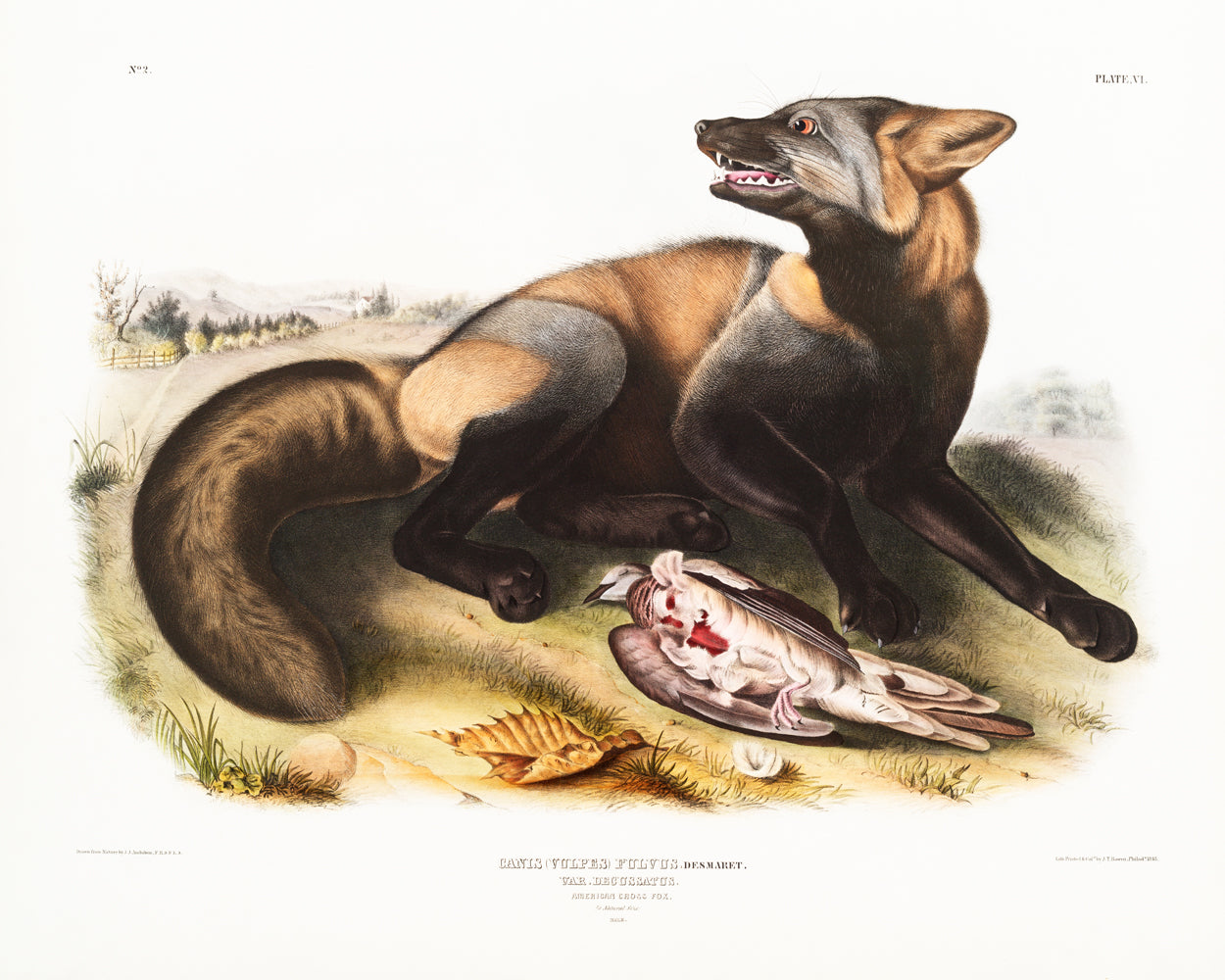 American Carnivores by John J. Audubon #1