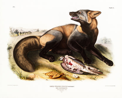 A mounted print of an American Cross-Fox by John J. Audubon, with a black frame, showcasing the artwork with a white border around it.