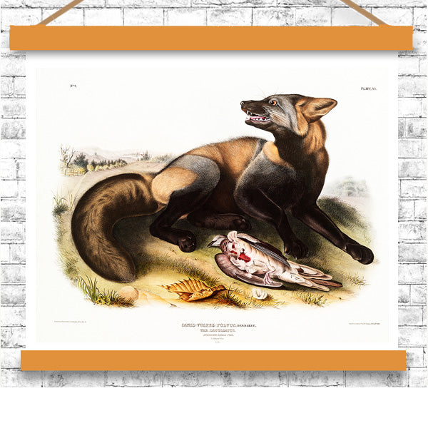 American Cross-Fox by John J. Audubon