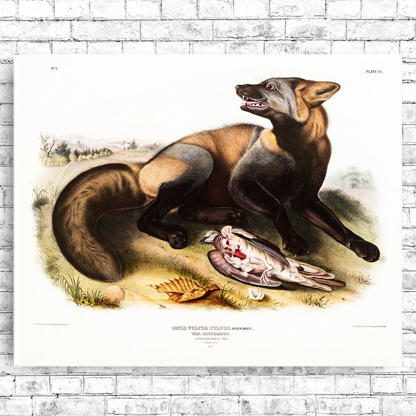 A mounted print of an American Cross-Fox by John J. Audubon, with a black frame, showcasing the artwork with a white border around it.