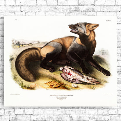 A mounted print of an American Cross-Fox by John J. Audubon, with a black frame, showcasing the artwork with a white border around it.
