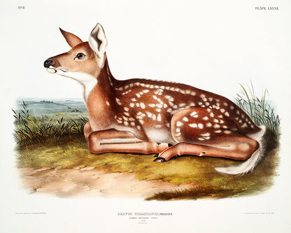 A printed art piece of a deer, with a black frame, depicting realistic colors and details of the deer's coat, set against a simulated natural background.