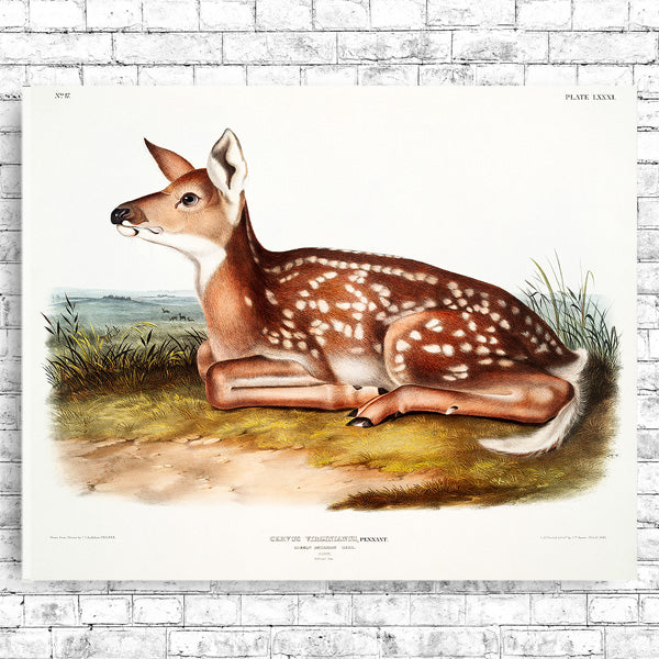 A printed art piece of a deer, with a black frame, depicting realistic colors and details of the deer's coat, set against a simulated natural background.
