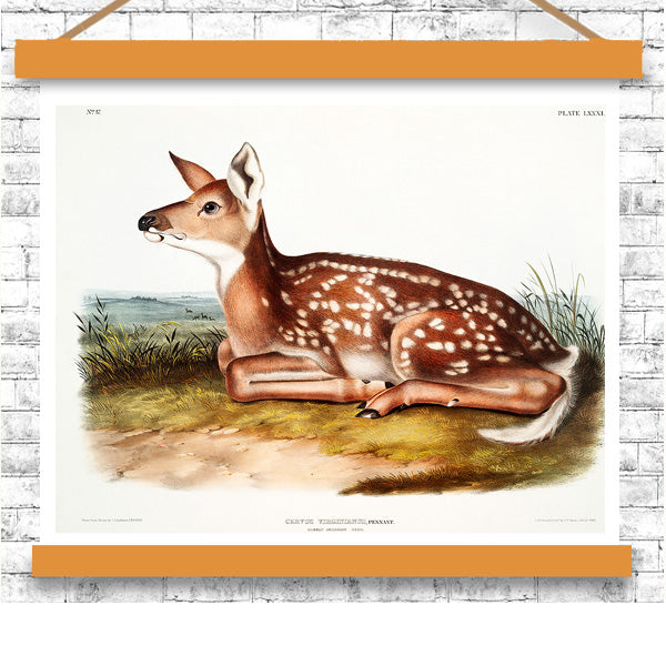 American Deer by John J. Audubon