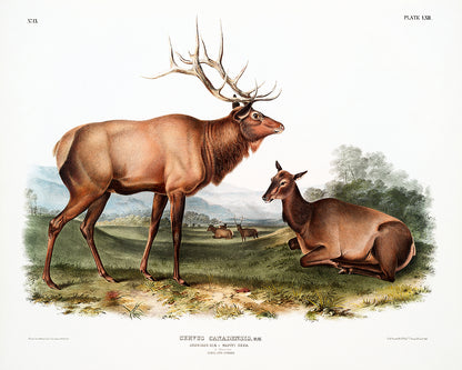 A framed print depicting two American elk in a natural landscape setting.