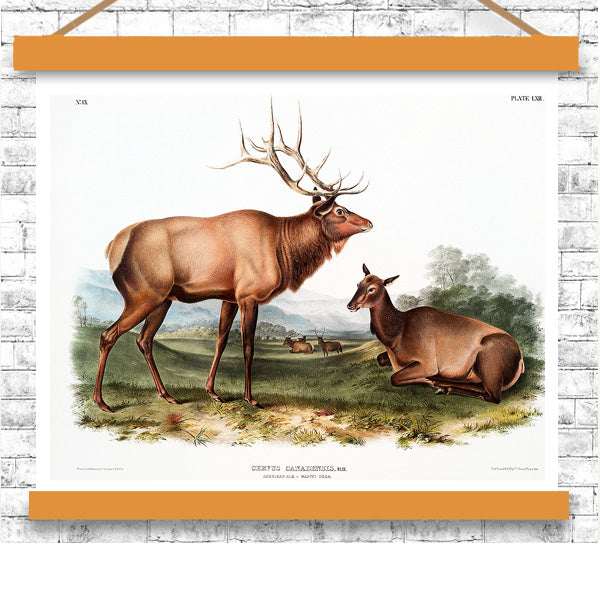 American Elk by John J. Audubon