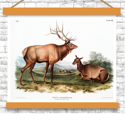 American Elk by John J. Audubon
