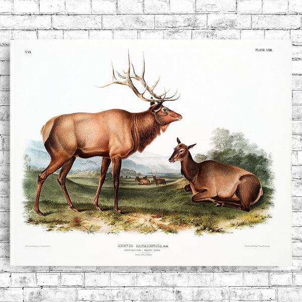 A framed print depicting two American elk in a natural landscape setting.