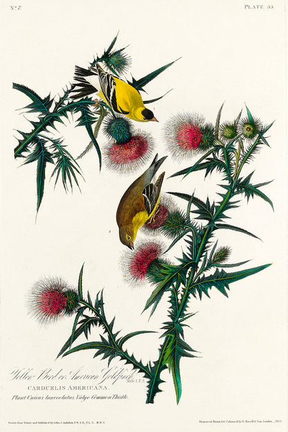 A framed print depicting two American Goldfinches among pink thistles, following the aesthetic of John J. Audubon's bird illustrations.