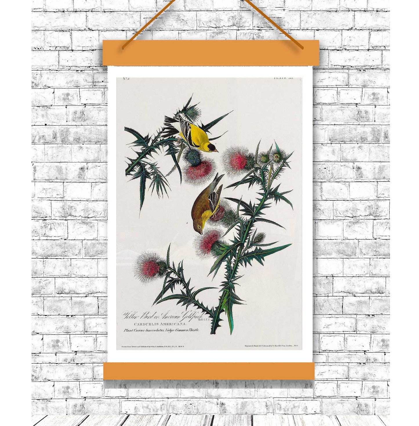 American Goldfinch by John J. Audubon