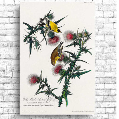 A framed print depicting two American Goldfinches among pink thistles, following the aesthetic of John J. Audubon's bird illustrations.