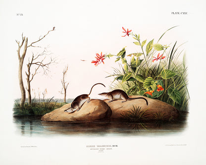 A framed print featuring an illustration of small rodents on a grassy area with trees and flowers in the background, titled 'American Marsh Shrew' by John J. Audubon.