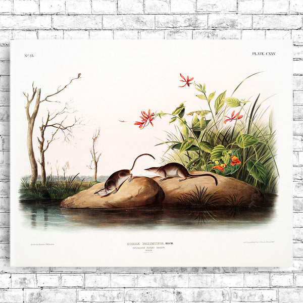 A framed print featuring an illustration of small rodents on a grassy area with trees and flowers in the background, titled 'American Marsh Shrew' by John J. Audubon.