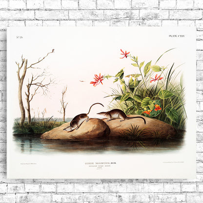 A framed print featuring an illustration of small rodents on a grassy area with trees and flowers in the background, titled 'American Marsh Shrew' by John J. Audubon.