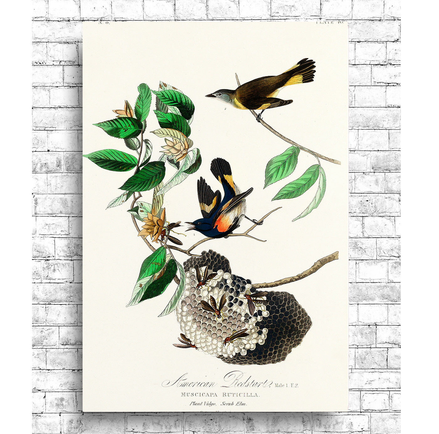 American Redstart by John J. Audubon