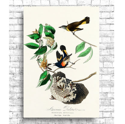 American Redstart by John J. Audubon