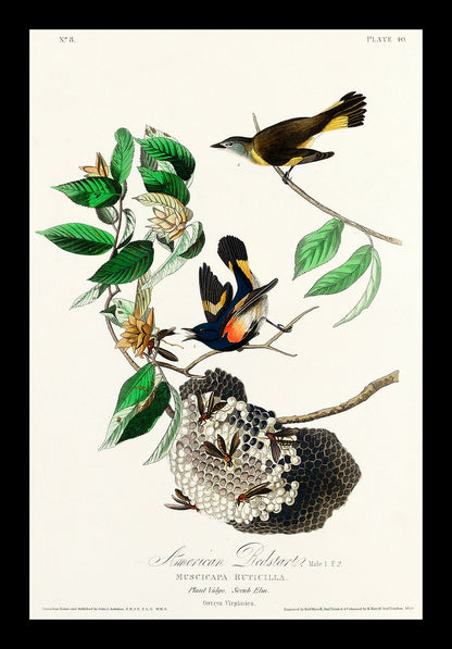 American Robin by John J. Audubon