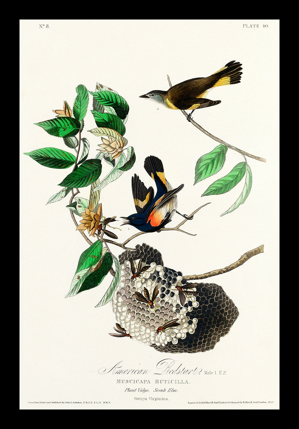 American Redstart by John J. Audubon