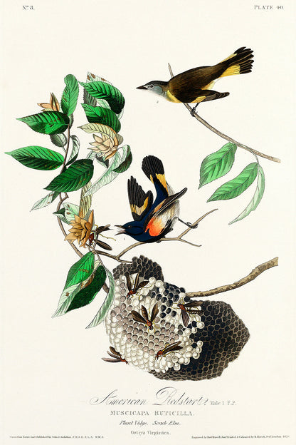 American Redstart by John J. Audubon