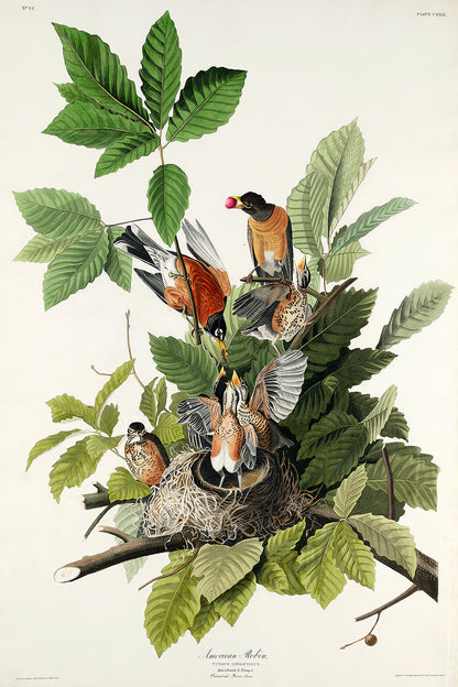 A framed print depicting various birds among green foliage, representing the artwork 'American Robin' by John J. Audubon.