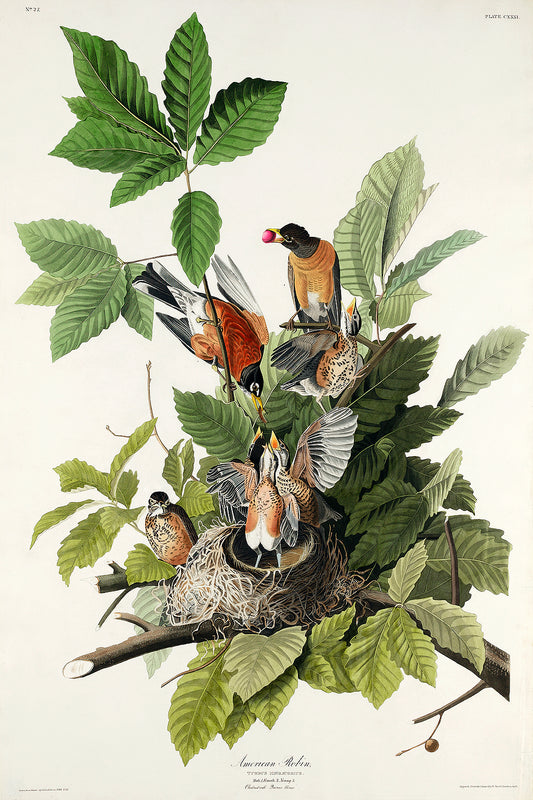 A framed print depicting various birds among green foliage, representing the artwork 'American Robin' by John J. Audubon.